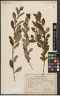 Foto von Salix aurita L.